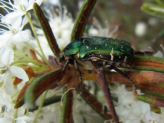 Cetonia aurata