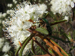 Cetonia aurata