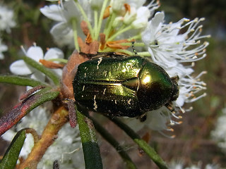 Cetonia aurata