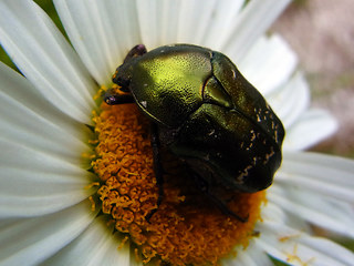 Cetonia aurata