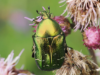 Cetonia aurata