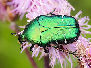Cetonia aurata