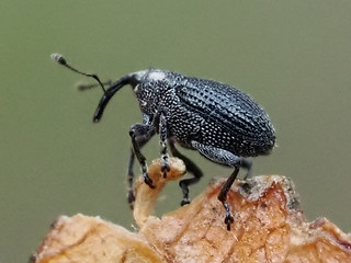 Ceutorhynchus contractus