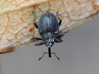 Ceutorhynchus contractus