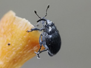 Ceutorhynchus contractus