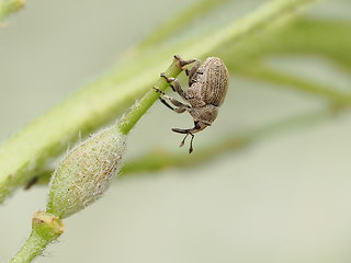 Ceutorhynchus hampei