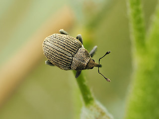 Ceutorhynchus hampei