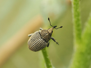 Ceutorhynchus hampei