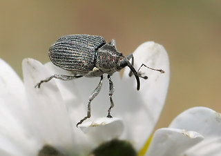 Ceutorhynchus obstrictus