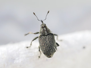 Ceutorhynchus obstrictus