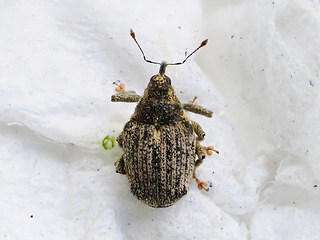 Ceutorhynchus pallidactylus