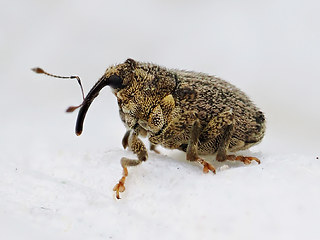 Ceutorhynchus pallidactylus