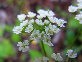 Chaerophyllum temulum