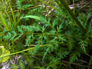 Chaerophyllum villarsii