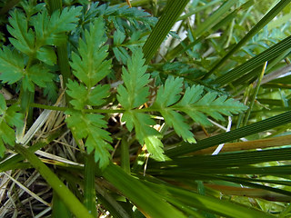 Chaerophyllum villarsii