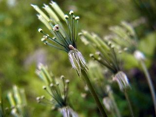 Chaerophyllum villarsii