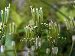 Chaerophyllum villarsii