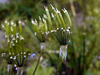 Chaerophyllum villarsii