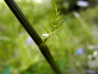 Chaerophyllum villarsii