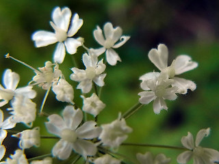 Chaerophyllum villarsii