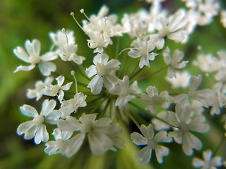 Chaerophyllum villarsii