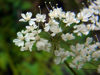 Chaerophyllum villarsii