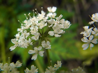 Chaerophyllum villarsii