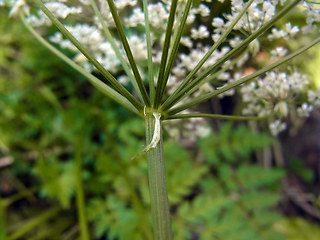 Chaerophyllum villarsii