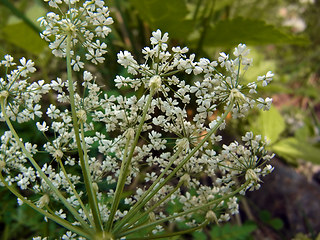 Chaerophyllum villarsii