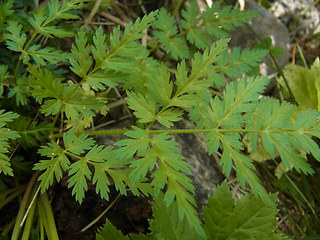 Chaerophyllum villarsii