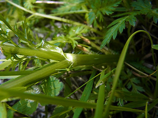 Chaerophyllum villarsii