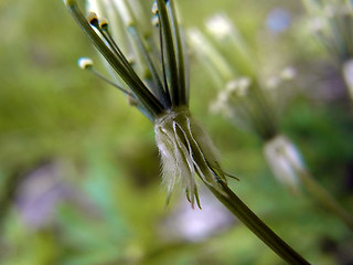 Chaerophyllum villarsii