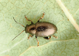 Chaetocnema aridula