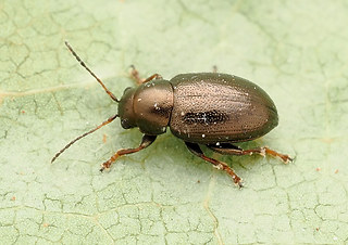 Chaetocnema aridula