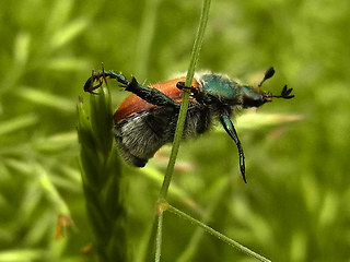 Chaetopteroplia segetum