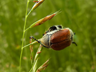 Chaetopteroplia segetum