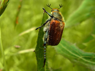 Chaetopteroplia segetum