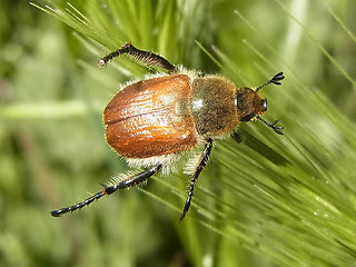 Chaetopteroplia segetum