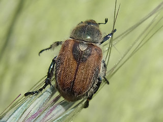 Chaetopteroplia segetum