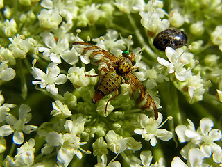 Chaetostomella cylindrica