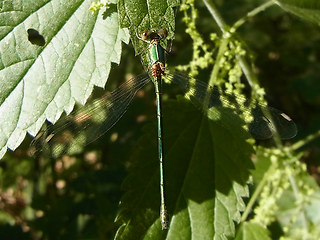 Chalcolestes viridis