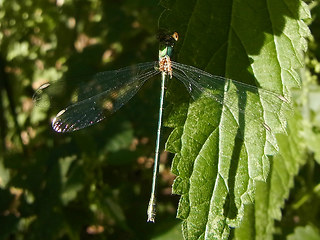 Chalcolestes viridis