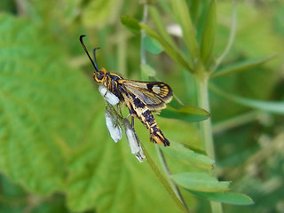 Chamaesphecia tenthrediniformis