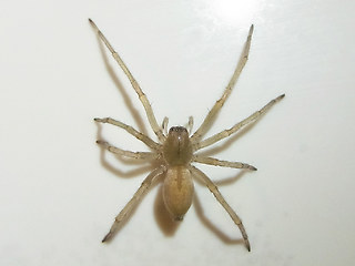 Cheiracanthium mildei