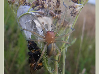 Cheiracanthium punctorium