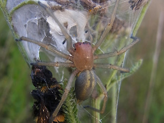 cheiracanthium punctorium
