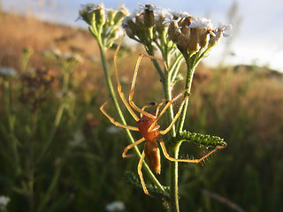 Cheiracanthium punctorium