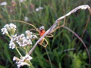 Cheiracanthium punctorium