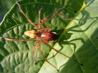 Cheiracanthium punctorium