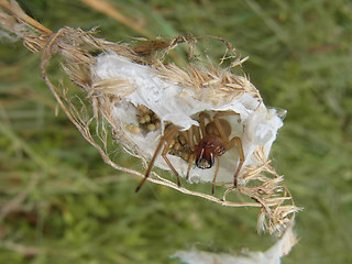 Cheiracanthium punctorium
